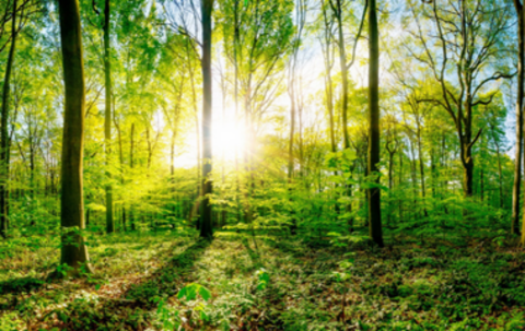 Wald