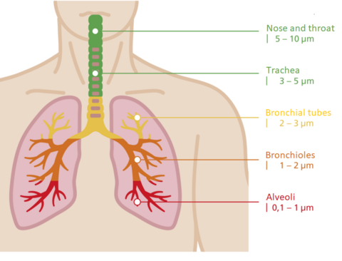 Health effects of particulate pollution.