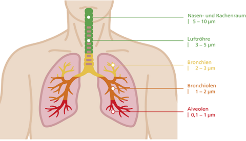 Nasen-und Rachenraum: 5 bis 10 Mikrometer, Luftröhre: 3 bis 5 Mikrometer, Bronchien: 2 bis 3 Mikrometer, Bronchiolen: 1 bis 2 Mikrometer, Alveolen: 0,1 bis 1 Mikrometer.